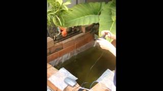 How to install PowerBee Perfect Pond Solar Power Pond Oxygenator [upl. by Tomchay]