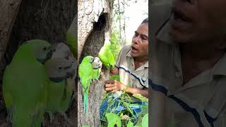 A Single Father in the World – A journey find parrot nest part 03 parrot swiftparrot birds [upl. by Marge542]