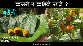 हेला गरिएकाे जडिबुटी मरहठी  Marethi  Toothache Plant  Maruti Medicinal Herbs of Nepal Jadibuti [upl. by Dorcus]