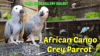 African Cango Grey ParrotGray ParrotUmer Birds Gallery Sialkot [upl. by Ecnerwaled738]