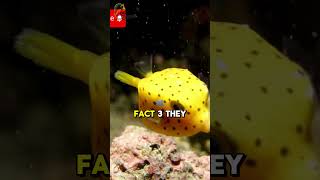 5 interesting Facts About the Boxfish You Didnt Know Boxfish MarineLife OceanCreatures sealife [upl. by Leese]