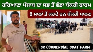 Haryana Punjab da vada bakri farm  SR COMMERCIAL GOAT FARM farming [upl. by Avihs]