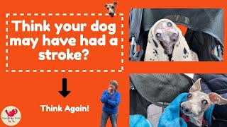 Think your dog may have had a stroke Well think again [upl. by Bittencourt176]