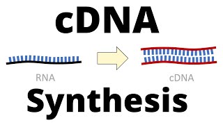 cDNA Synthesis Protocol by Reverse Transcription [upl. by Jaco496]