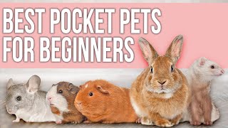 9 Best Pocket Pets for Beginners [upl. by Lucas]