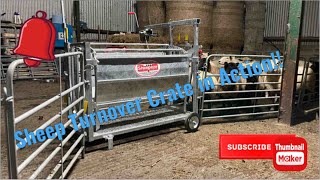 Sheep Turnover Crate in Action [upl. by Schlessinger]