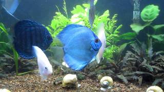 Blue Discus 90 gallons Tank [upl. by Lashonda]