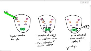 133 Structure and Function of the Photosystems Cambridge AS A Level Biology 9700 [upl. by Leede45]