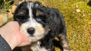 Aussiedoodle puppies [upl. by Nivonod831]