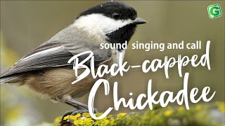 BlackCapped Chickadee Calls Song and Sounds  Chickadeedeedee Call Seet call etc [upl. by Hadria992]