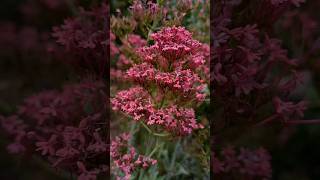 Centranthus ruber Inflorescencias deslumbrantes bajo consumo hidrico jardineríasostenible flores [upl. by Wyn473]