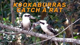 Kookaburras catch a Rat [upl. by Hunley]