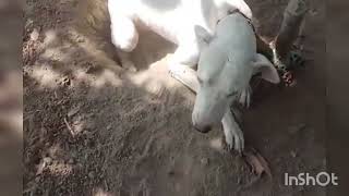 Golden Retrievers Adopt New Best Friend Malamute Puppy Doesnt Know What To Do [upl. by Ardnalac]