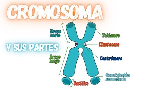 Como Dibujar el cromosoma y sus partes [upl. by Sairtemed]