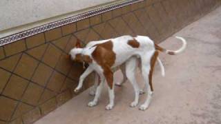 Podenco Ibicenco Lucki en venta [upl. by Castorina]