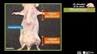 La dissection de la sourismorphologie 1 sur 7 [upl. by Punak608]