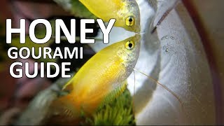 Honey Gourami ft A Gamers Wife  Beginner Guide [upl. by Malinin299]