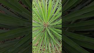 Yucca desertplants cactus [upl. by Amalle]