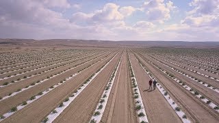 Agriculture in the Negev Todays Desert Pioneers [upl. by Donovan]