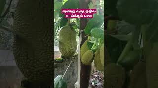 மூன்று வருடத்தில் காய்க்கும் பலா tamilsong vedaranyam kanniyakumari [upl. by Leuqcar]