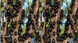 COMO ENRAIZAR UM GALHO DE JABUTICABA NA ÁGUA [upl. by Gladis]