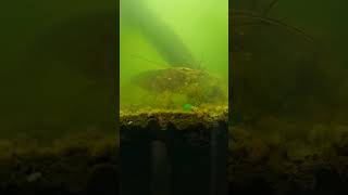 Bamboo Shrimp filter feeding and spitting out the waste aquarium shrimp [upl. by Assenad]