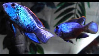 Electric Blue Acara Tank Mates [upl. by Anaerda]