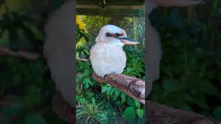 Kookaburra kookaburra kingfisher birds australianbird beautifulbirds birds [upl. by Pascasia]