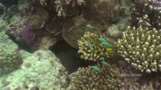 Giant Moray Gymnothorax javanicus [upl. by Kinch]