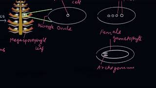 Reproduction in gymnosperms  Plant Kingdom  Biology  Khan Academy [upl. by Mannuela]