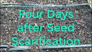 Seed Scarification Update and Soil Solarization [upl. by Durman]