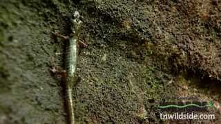 TN Wild SideGreen Salamander [upl. by Vange]