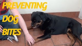 Dog Trainer Gets Bitten To Demonstrate Dog Warning Signs And Bite Inhibition [upl. by Anrim177]