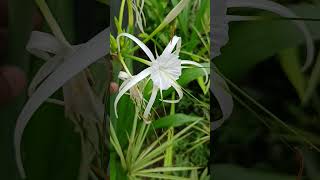 Hymenocallis littoralis commonly known as the beach spider lily FamilyAmaryllidaceae [upl. by Nahtnanhoj579]