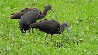 Glossy Ibises  three 01Jan2024 [upl. by Zosema39]