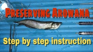 AROWANA FISH  PRESERVING IN FORMALIN  LAB SPECIMEN [upl. by Norrad475]