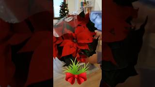 Poinsettia poinsettia poinsettias shortvideo christmastree [upl. by Acired]