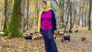 IRAN nomadic life  daily routine village life of Iran  Nomadic lifestyle of Iran [upl. by Oek]