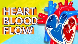 How Blood Flows Through the Heart [upl. by Otnicaj231]