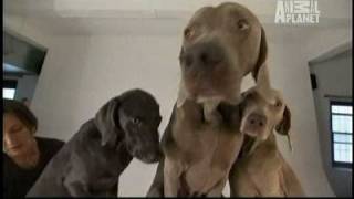 Dogs 101  Weimaraners [upl. by Wehttan]