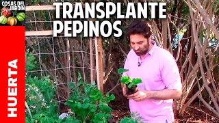 Como sembrar pepino en casa  Paso a Paso Parte 2 cosasdeljardin [upl. by Pownall]