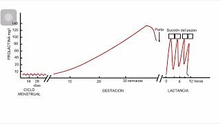 Fisiología de Prolactina [upl. by Columba]