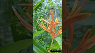 Parrots Beak Heliconia Psittacorum [upl. by Seda267]