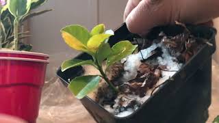 1 year update euonymus🌿2 ways to propagate euonymus shrubs [upl. by Srini25]