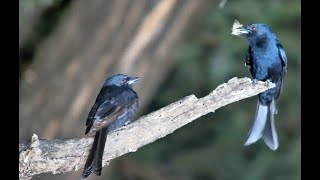 A Pair Of Drongos Having A Early Morning Chat [upl. by Tomasz]