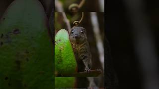 Tree shrews are the only small animals that use toiletscute animals [upl. by Kuebbing]