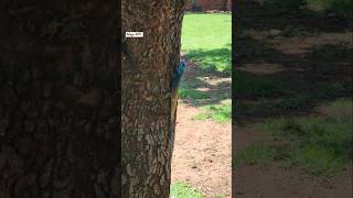 What a beauty agama animals zoo shortsviral shortsfeed shorts nature shortsvideo [upl. by Einnob]