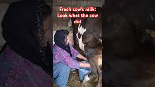 Fresh cows milk Look what the cow did funny shorts villagelife food [upl. by Ardnos]