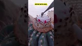 Chili PepperLike Fruits from a Cactus Discover the Hat Cactus🌵 facts shorts cactus science [upl. by Manup]