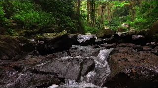 Beautiful Water River Sound Peaceful Fall Into Deep Sleep for sleeping for studying for meditation [upl. by Estes293]